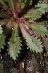 Michaux's saxifrage